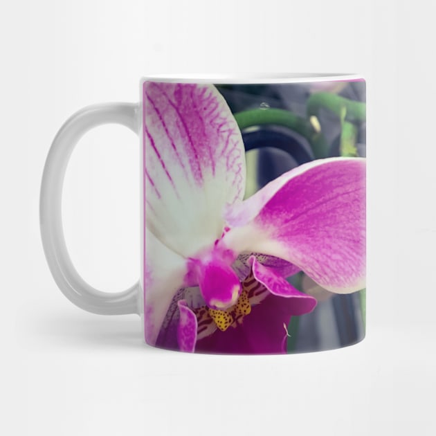 Pink Orchid Floral Plant Flower Blossoms by eleonoraingrid